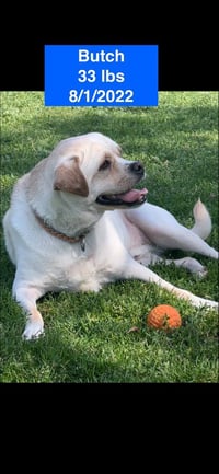 Butch 2026 - Photo 3