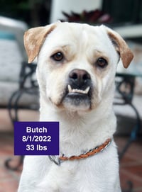 Butch 2026 - Photo 4