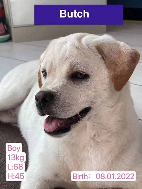 BUTCH 2026 - Labrador Retriever / American Bulldog available for adoption