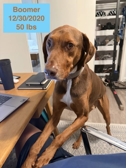 BOOMER - Doberman Pinscher / Rhodesian Ridgeback available for adoption