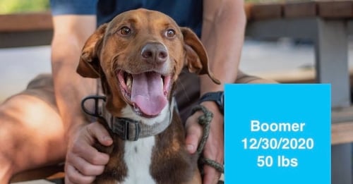 BOOMER - Doberman Pinscher / Rhodesian Ridgeback available for adoption