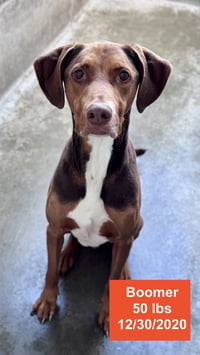 Boomer - Photo 4