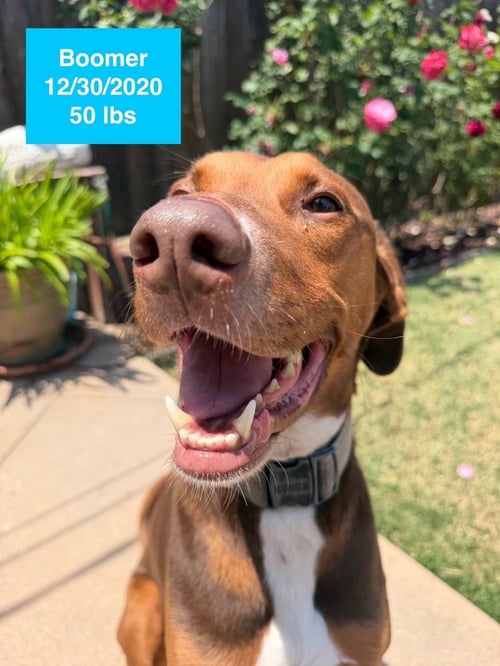 BOOMER - Doberman Pinscher / Rhodesian Ridgeback available for adoption