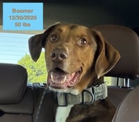 Boomer - Photo 4
