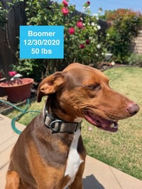 Boomer - Photo 3
