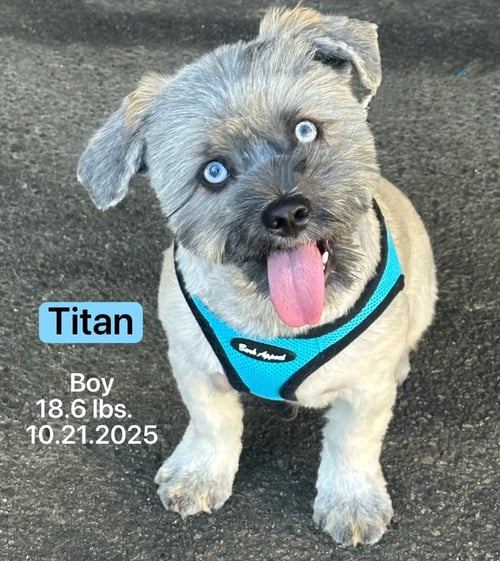 TITAN - Shih Tzu / Husky available for adoption