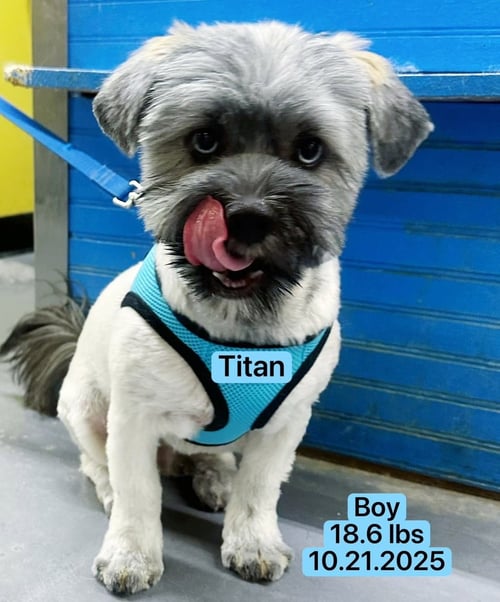 TITAN - Shih Tzu / Husky available for adoption