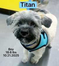 Titan - Photo 4