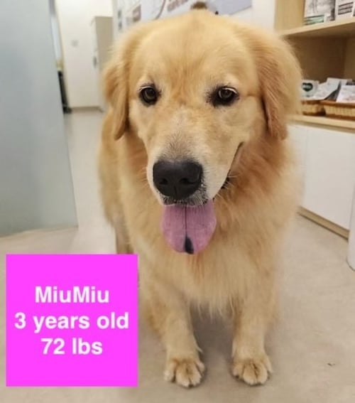 MIUMIU
