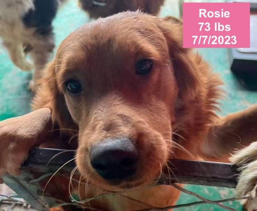 ROSIE - Golden Retriever available for adoption