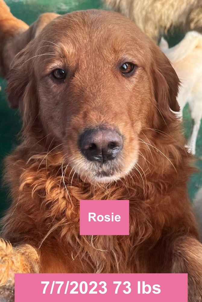 ROSIE - Golden Retriever available for adoption