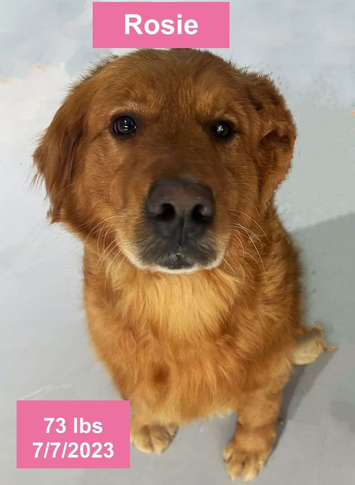 Rosie - Photo 3