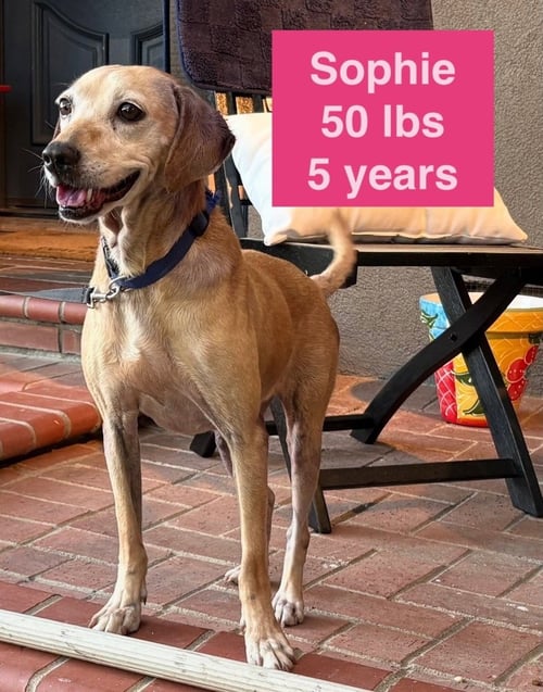 SOPHIE - Labrador Retriever / Rhodesian Ridgeback available for adoption