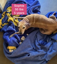 Sophie - Photo 4