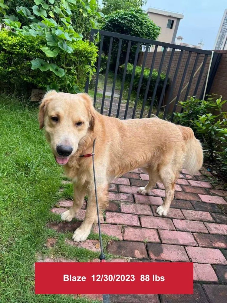 BLAZE - Golden Retriever available for adoption