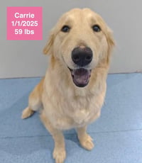 Carrie - Photo 1