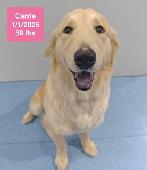 CARRIE - Golden Retriever available for adoption
