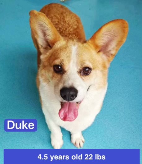 DUKE - Corgi available for adoption