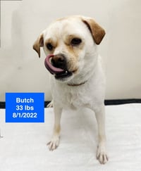 Butch - Photo 2