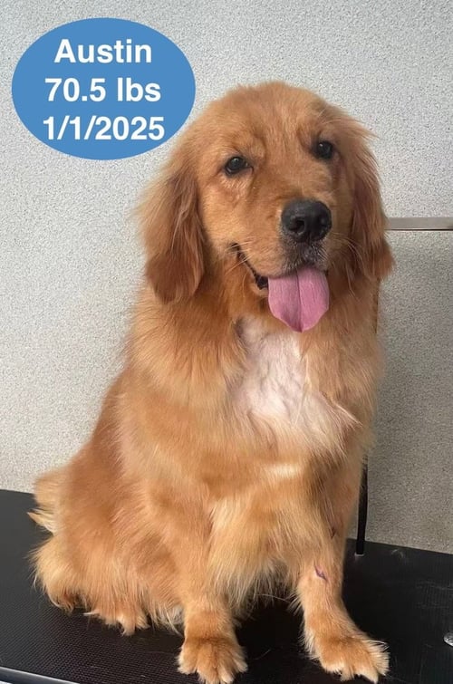 AUSTIN - Golden Retriever available for adoption