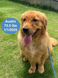 Austin - Photo 4