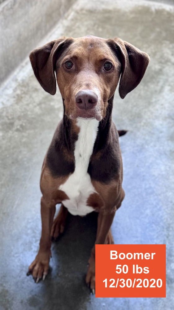 BOOMER - Doberman Pinscher / Rhodesian Ridgeback available for adoption