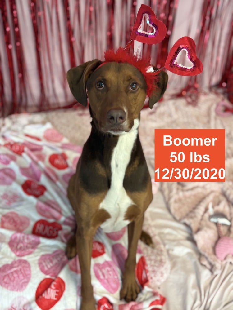 BOOMER - Doberman Pinscher / Rhodesian Ridgeback available for adoption