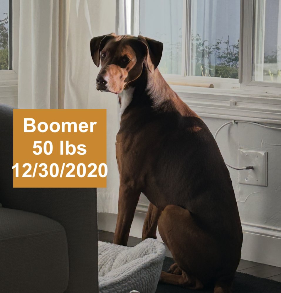 Boomer - Photo 3