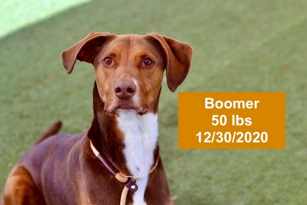 Boomer - Photo 4