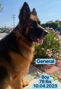 General - Photo 2