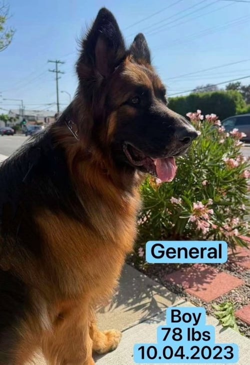 GENERAL - Belgian Shepherd Malinois available for adoption