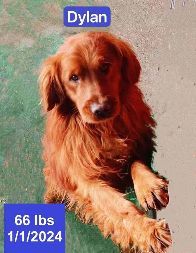DYLAN - Golden Retriever available for adoption