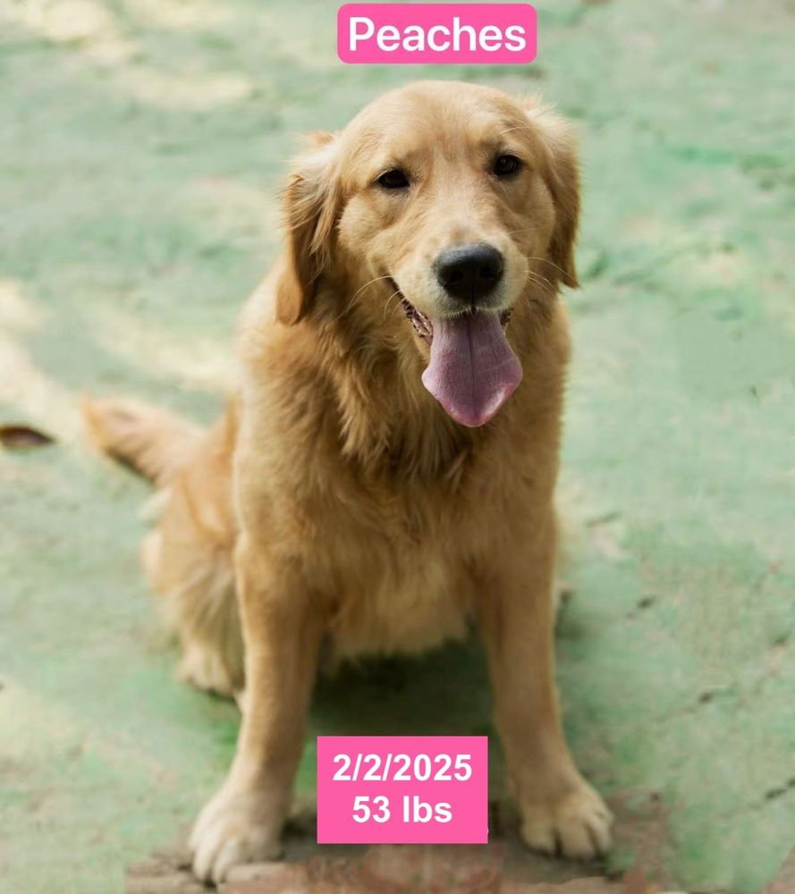 PEACHES - Golden Retriever available for adoption