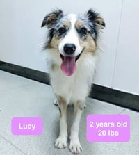 Lucy - Photo 2