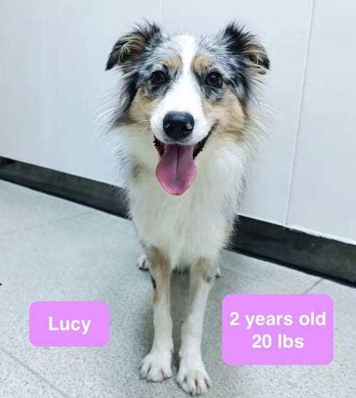 LUCY - Australian Shepherd available for adoption