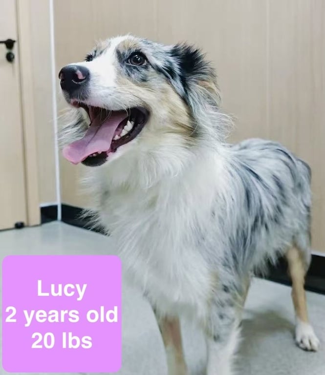 Lucy Image