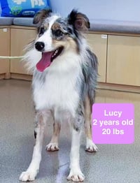 Lucy - Photo 4