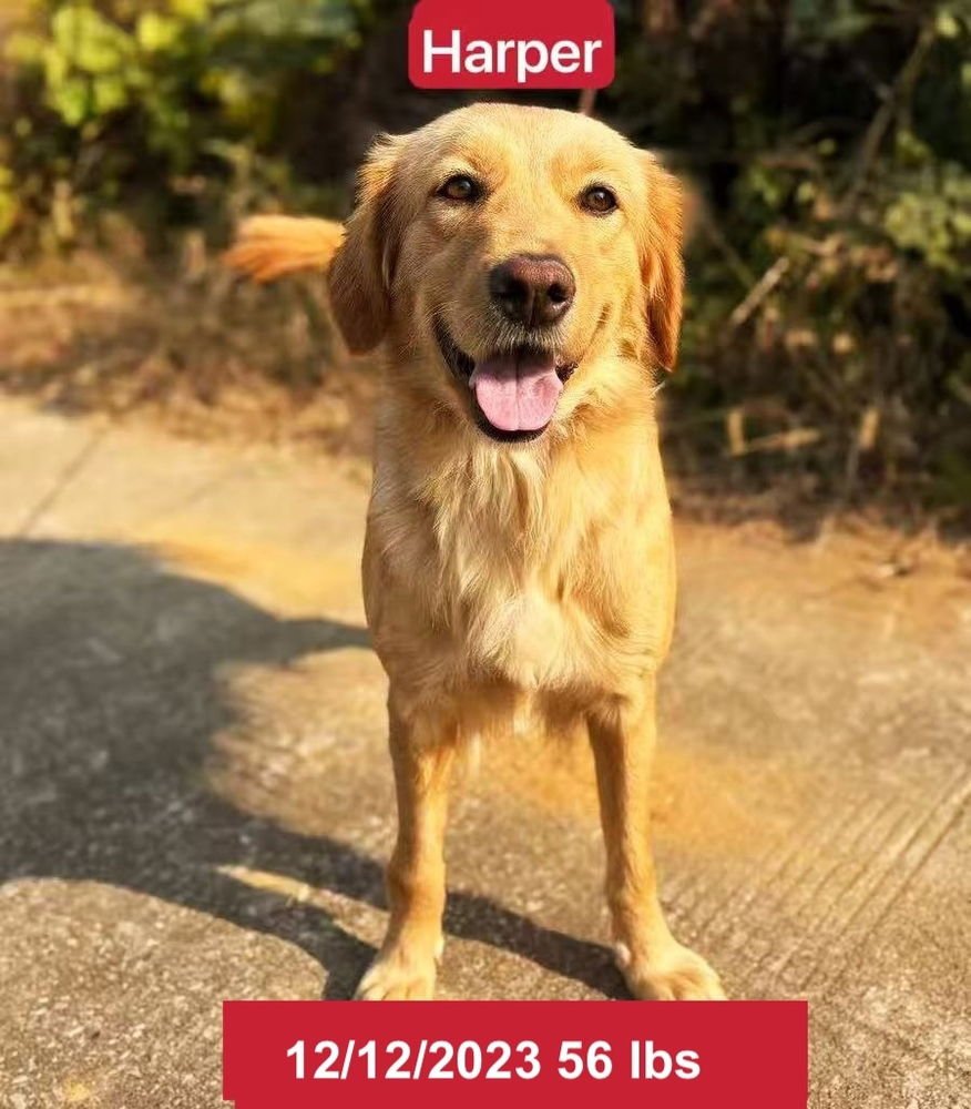 HARPER - Golden Retriever available for adoption