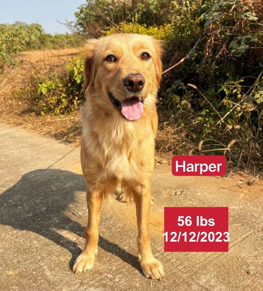 HARPER - Golden Retriever available for adoption