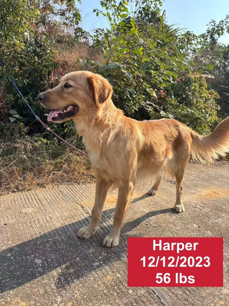 Harper - Photo 4