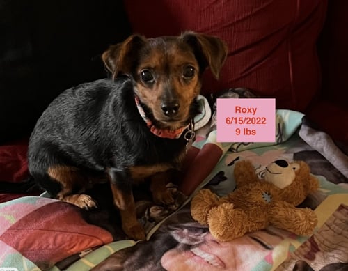 ROXY