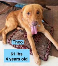 Theo - Photo 1