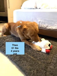 Theo - Photo 3