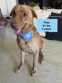 Theo - Photo 4