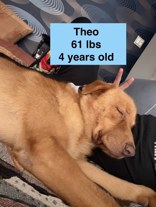 THEO - Golden Retriever / Labrador Retriever available for adoption