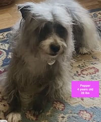Pepper - Photo 3