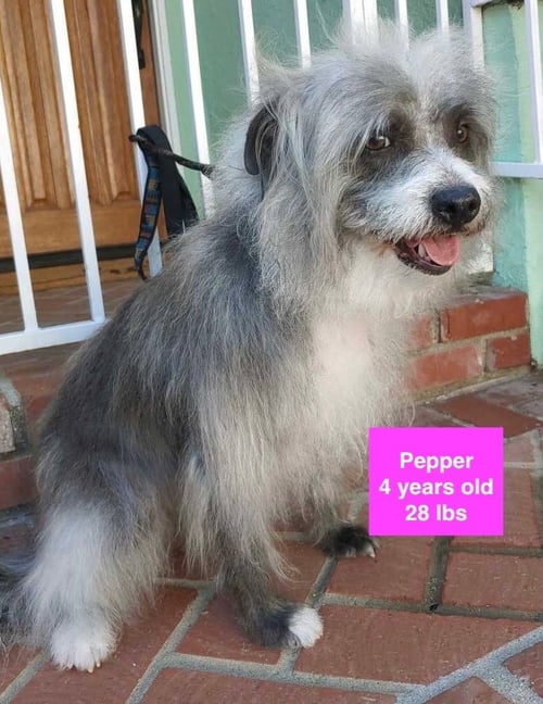 PEPPER - Bearded Collie available for adoption