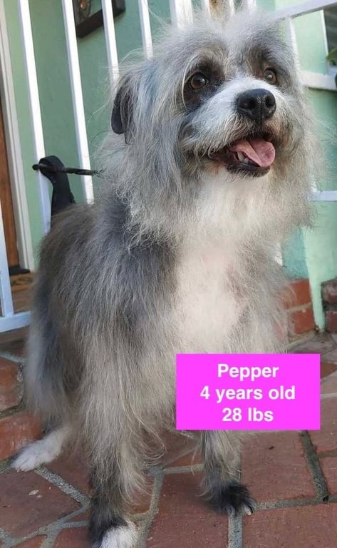 Pepper Image