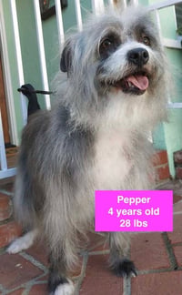 Pepper - Photo 1