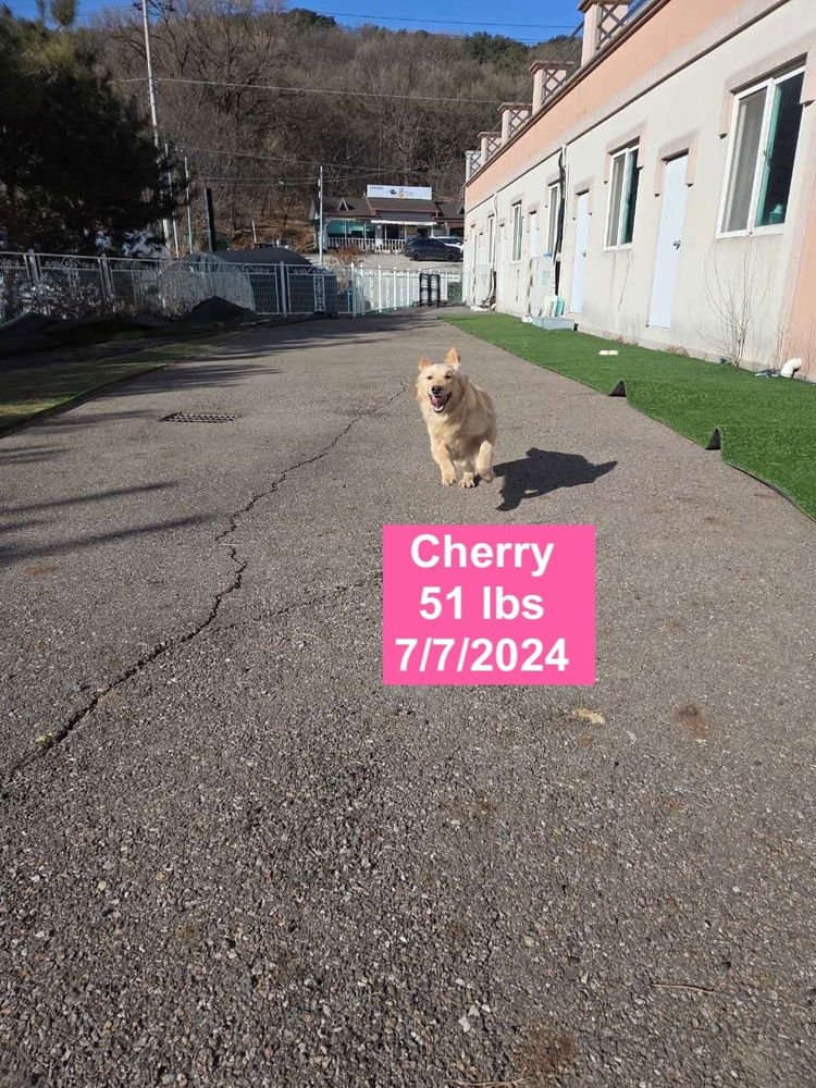 CHERRY - Golden Retriever available for adoption